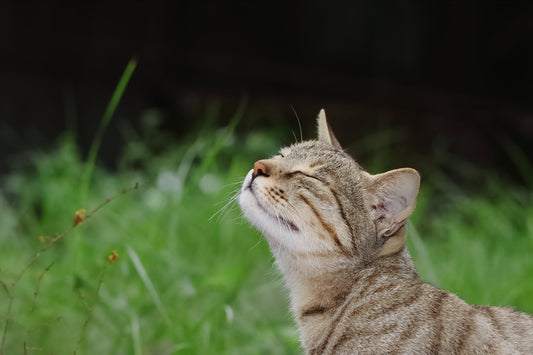 Why Unscented Cat Litter Is Better for Cats