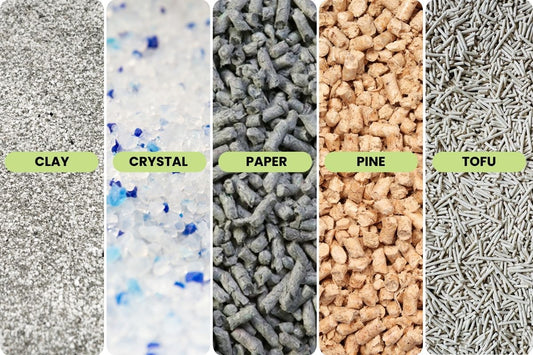 Best Cat Litter for Odour Control in Australia