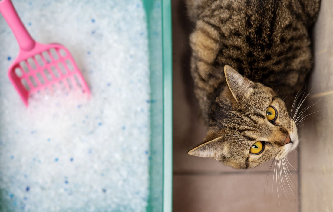 A blue cat litter tray containing crystal silica cat litter and a pink scoop. A brown tabby cat sits next to the tray looking directly into the camera.