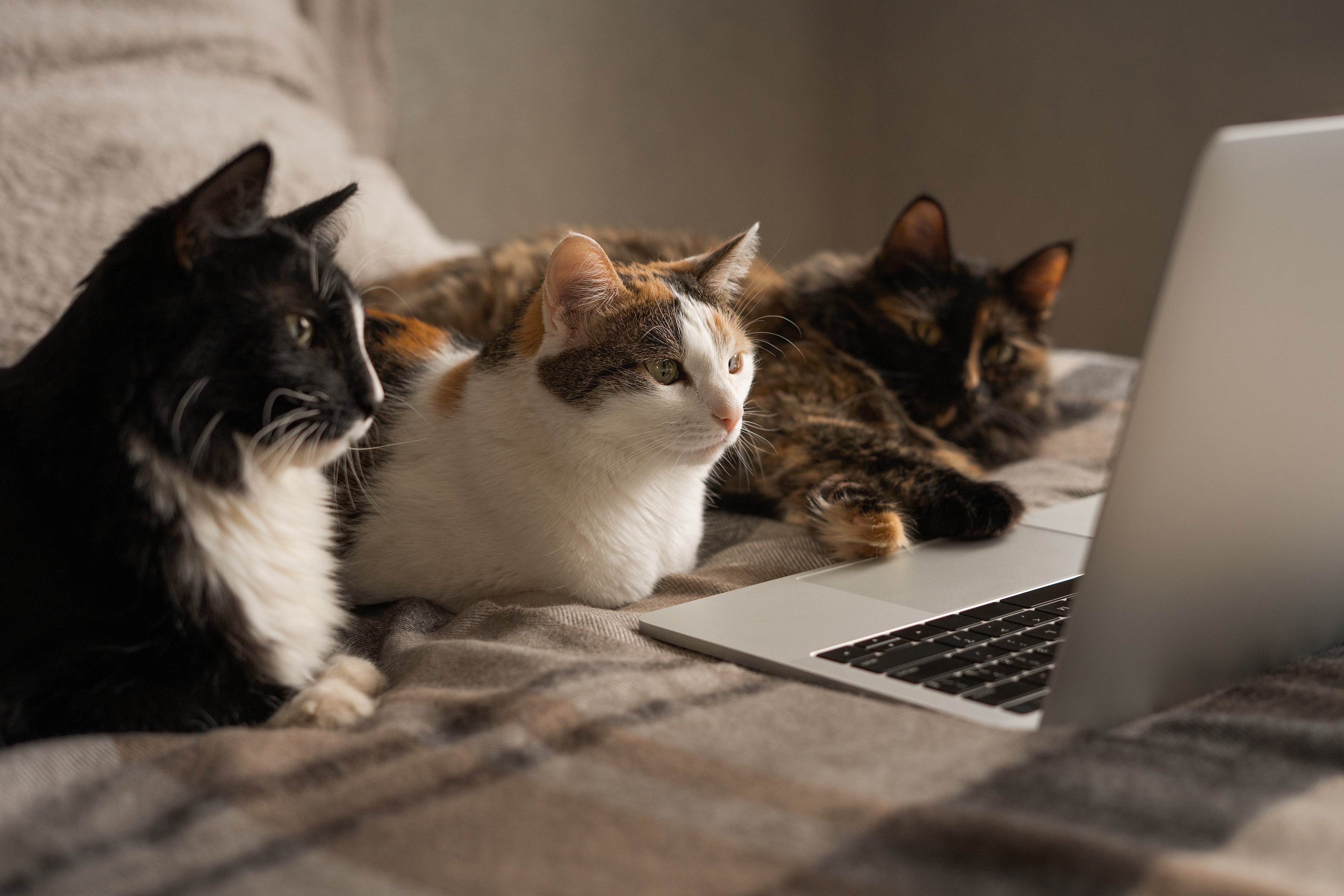 Three cats sitting on a bed looking at an open laptop.