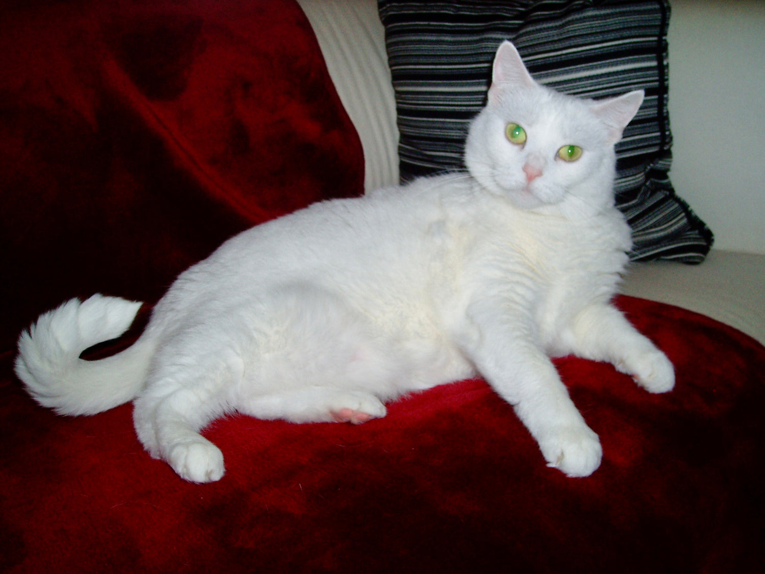 A white cat with green eyes lying on a red throw on a white couch with a black and white striped cushion in the background.