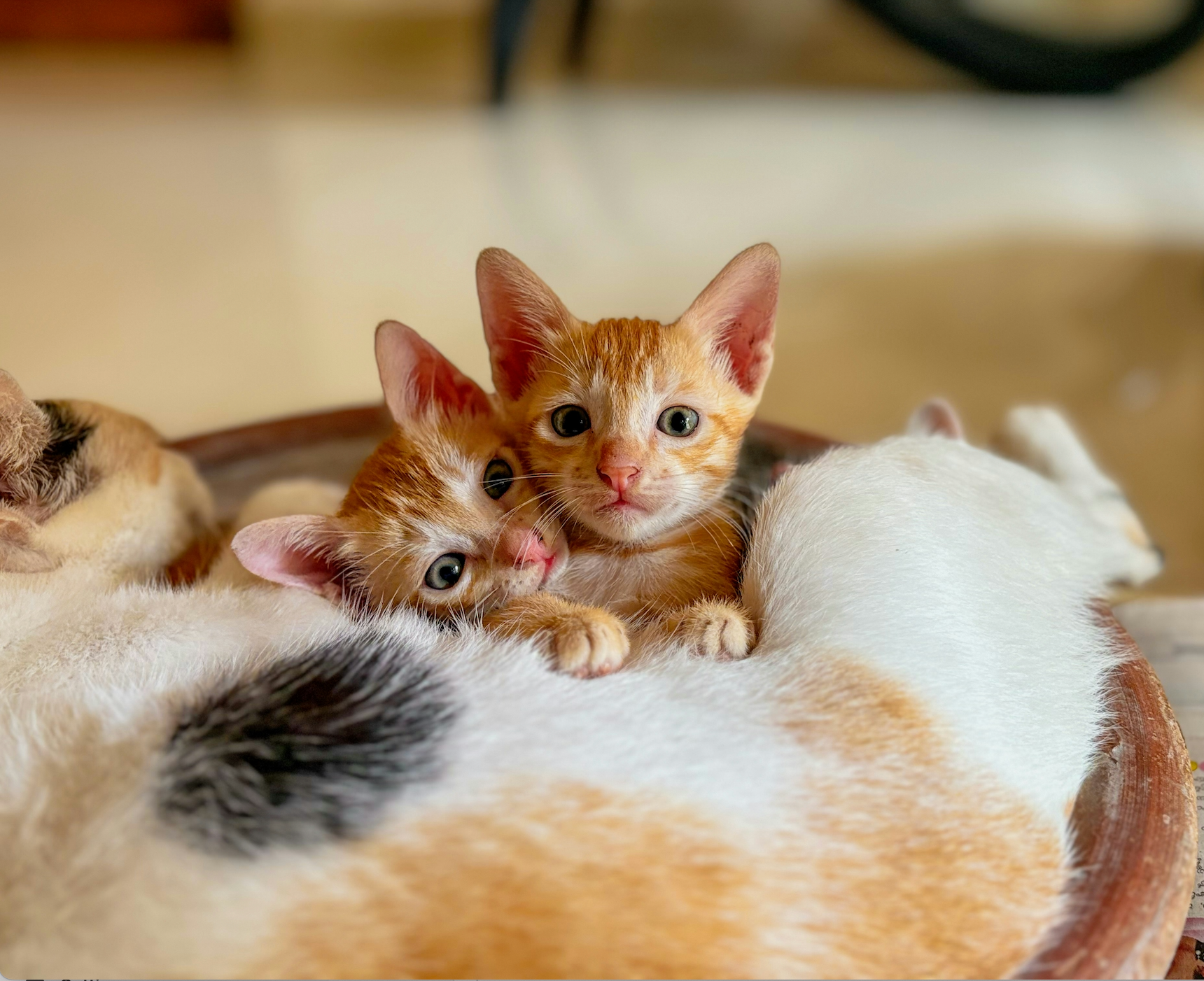 Two orange kittens snuggled up next to each other on their mothers belly.