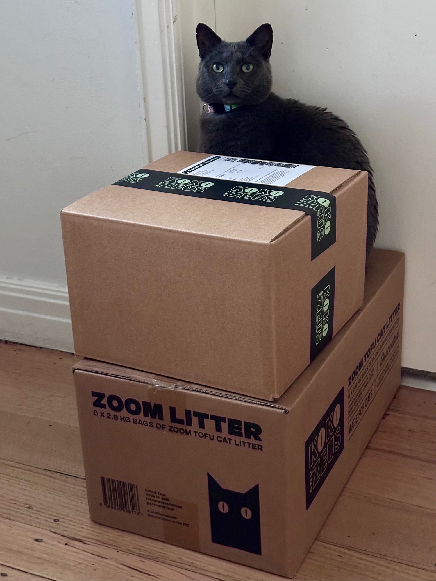 Two brown cardboard boxes of Zoom Litter cat litter stacked on a wooden floor against a white wall, with a dark gray cat sitting behind the boxes.