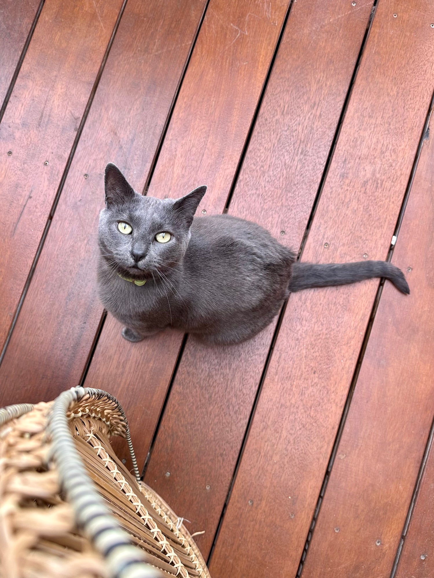 A grey cat sitting on a wooden deck looking up at the camera with yellow green eyes.