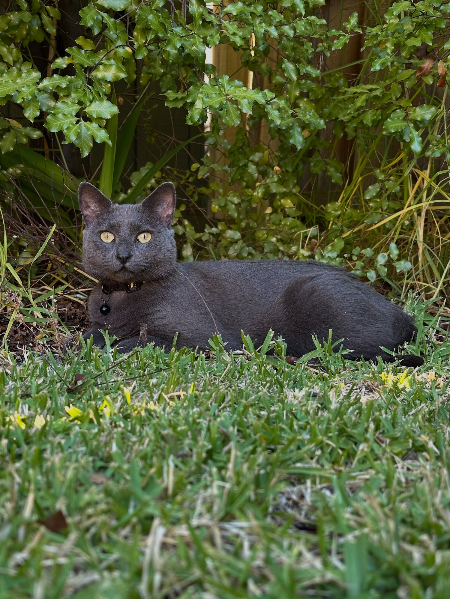 A dark grey cat lying on grass with green foliage in the background