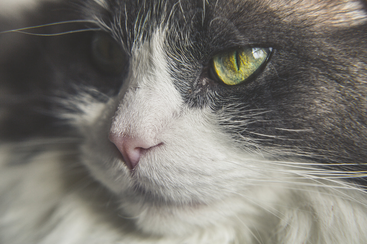 Close up of a black and white cat face with green eyes