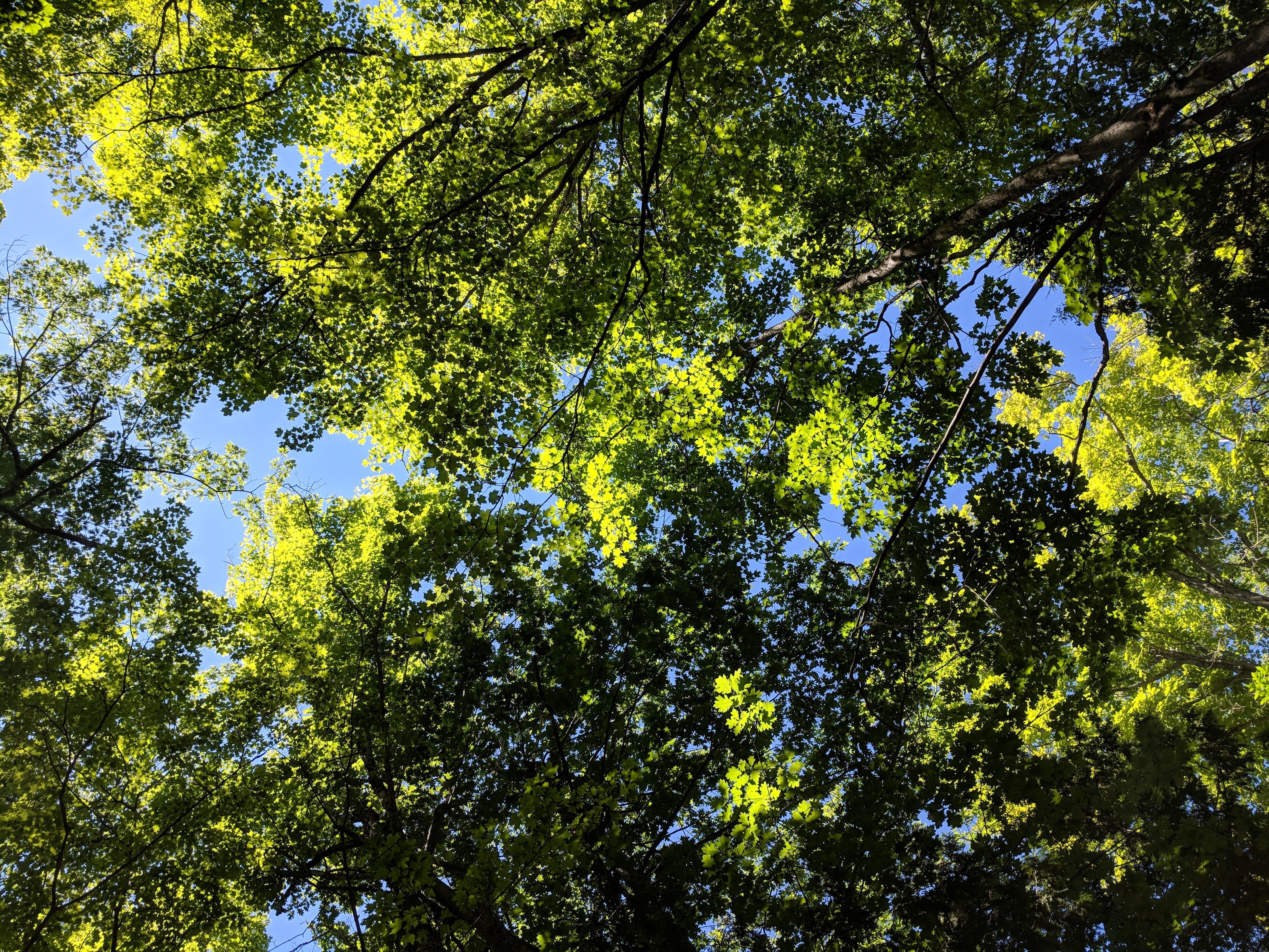 A green leafy forest canopy against a blue sky.